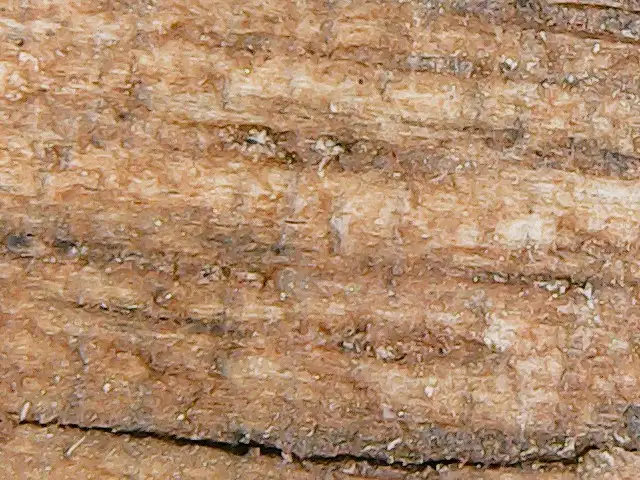 Foto macro