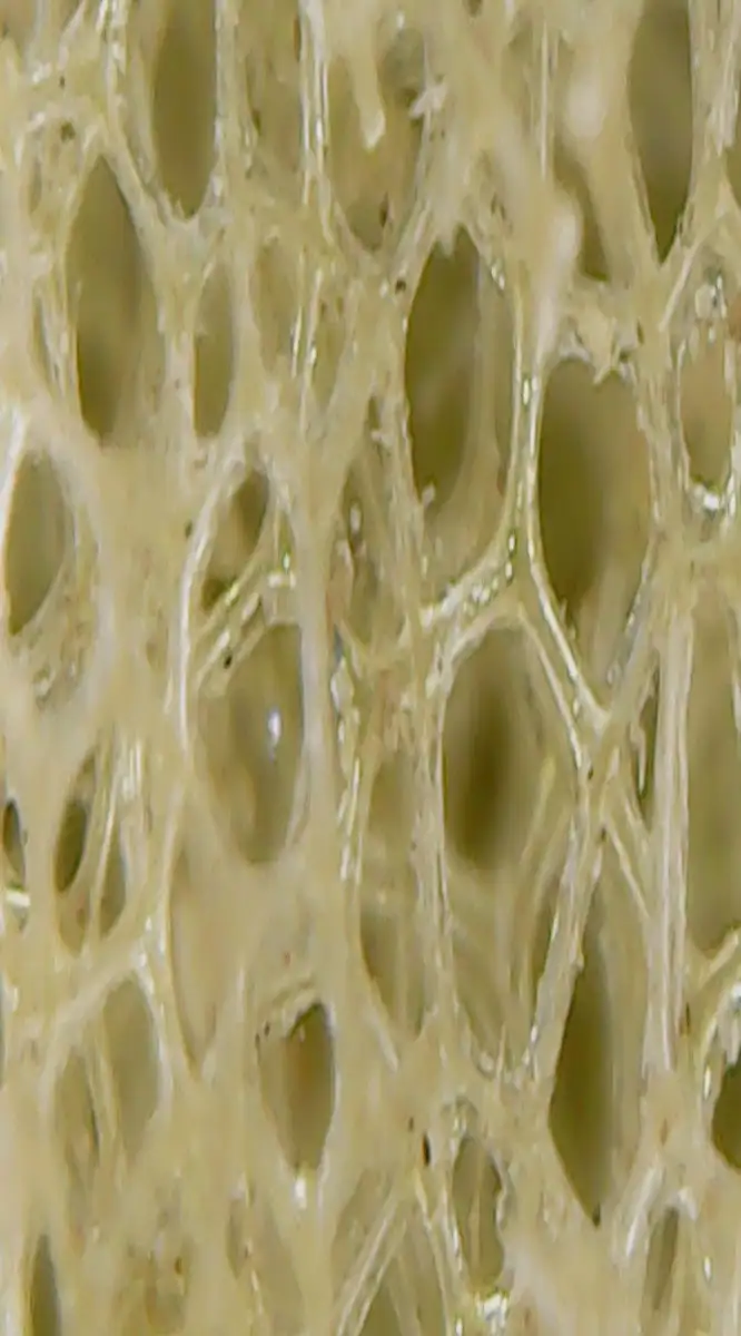 Foto macro