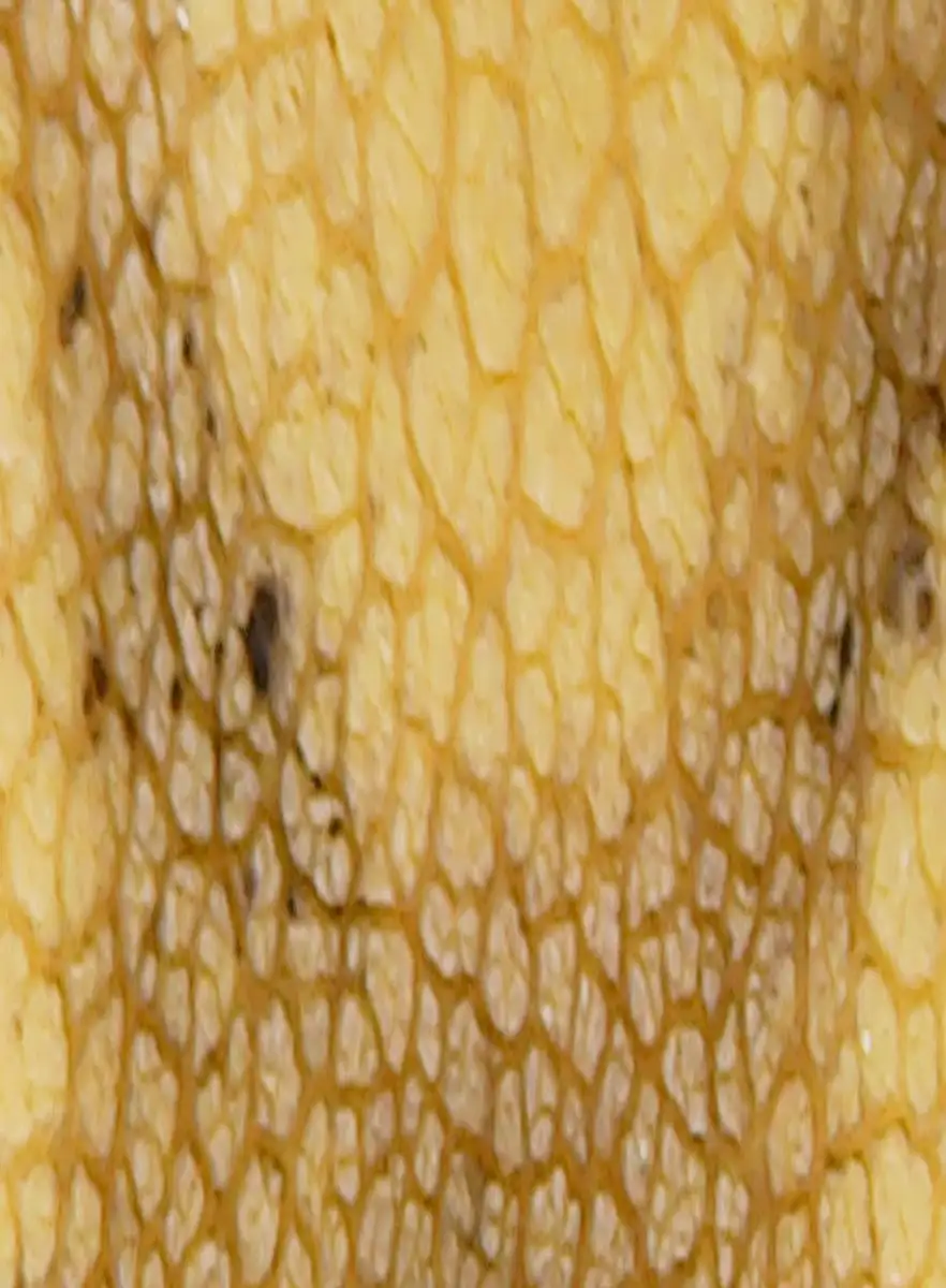 Foto macro