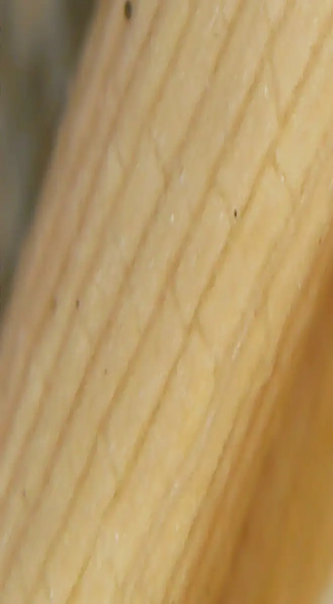 Foto macro